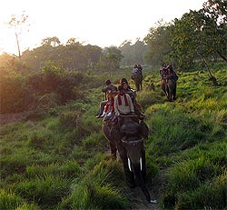 Jungle Safari