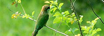Koshi Tappu Wildlife Reserve