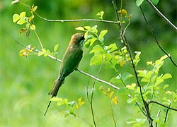 Koshi Tappu Wildlife Reserve